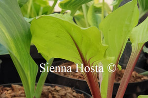 Hosta Lemon Snap