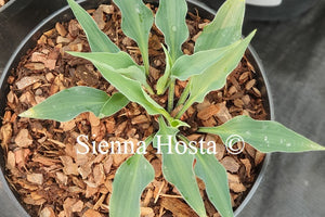 Hosta 'Rhythm and Blues'