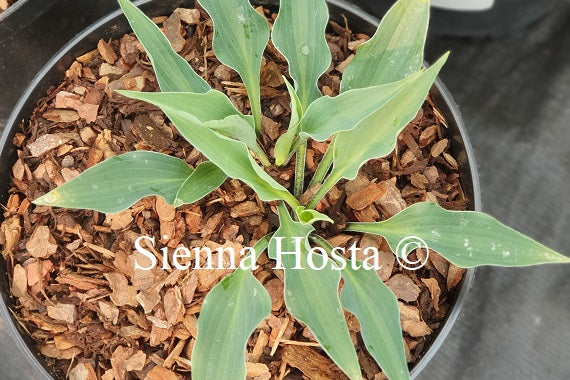 Hosta 'Rhythm and Blues'