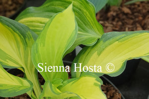 Hosta Bronx Bomber