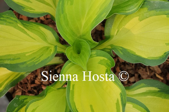 Hosta Bronx Bomber