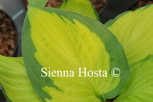 Hosta 'Fan Dance'