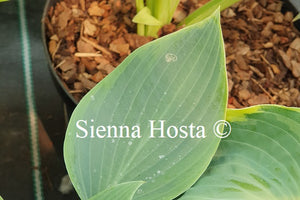 Hosta 'Devon Dream'