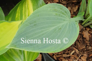 Hosta 'Devon Dream'