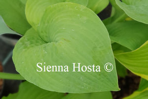 Hosta 'Golden Sculpture'