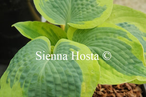 Hosta 'Tootie Mae'