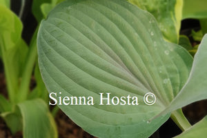 Hosta 'Purple Haze'