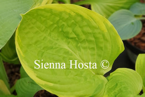 Hosta 'Spellbound'