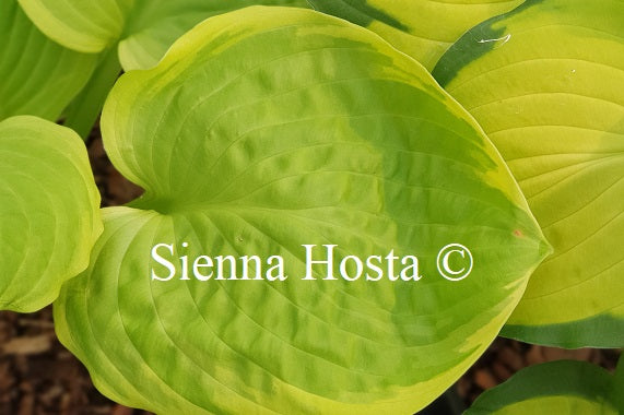 Hosta 'Spellbound'