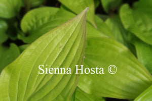 Hosta 'Beet Salad'