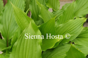 Hosta 'China Girl'