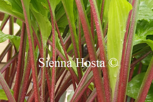 Hosta 'China Girl'