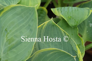 Hosta 'Eclipse of the Heart'