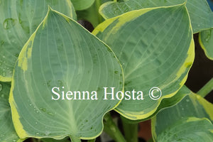 Hosta 'Eclipse of the Heart'