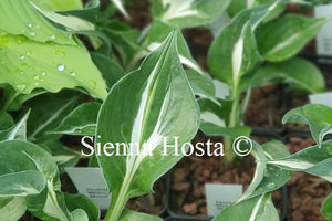 Hosta 'Mellow Mood'