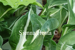 Hosta 'Mellow Mood'