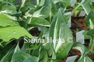 Hosta 'Mellow Mood'