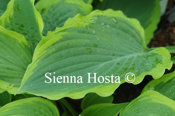 Hosta 'Satisfaction'