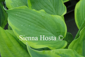 Hosta 'Satisfaction'