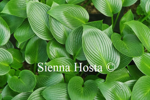 Hosta Devon Green