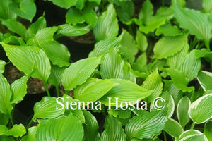 Hosta Lakeside Coal Miner