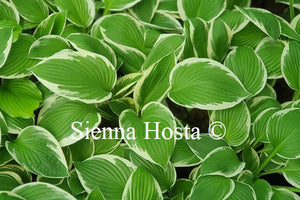 Hosta Francee