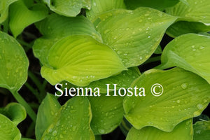 Hosta A Dash of Lemon