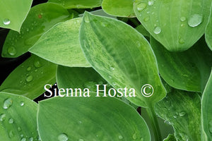 Hosta 'Bashful'