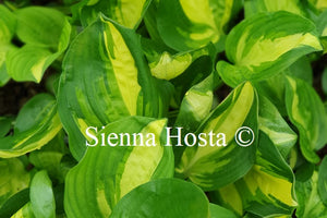 Hosta 'Center of Attention'