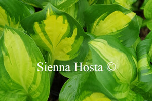 Hosta 'Center of Attention'