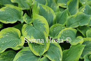 Hosta 'Cinderella'
