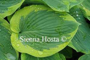 Hosta 'Cinderella'