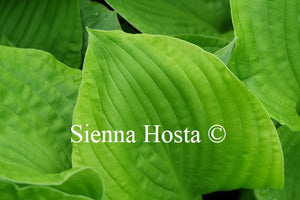 Hosta 'Erie Magic'