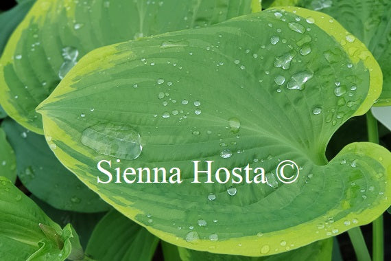 Hosta 'His Honor'