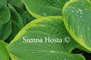 Hosta 'His Honor'