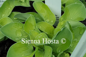 Hosta 'Magical Mouse Ears'