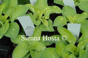 Hosta 'Magical Mouse Ears'