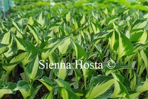 Hosta 'Whirlwind'