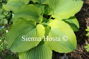 Hosta Goodness Gracious