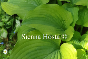 Hosta Goodness Gracious