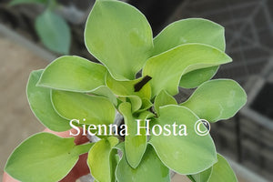 Hosta Magical Mouse Ears