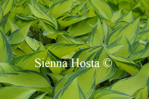 Hosta 'June'