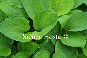 Hosta 'Let Me Entertain You'