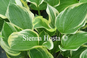 Hosta 'Torchlight'
