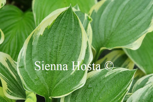 Hosta 'Torchlight'