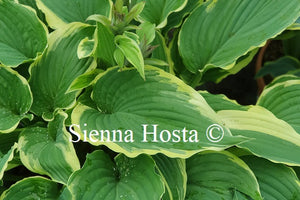 Hosta 'Gone with the Wind'