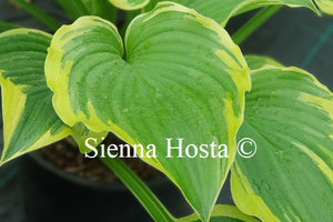 Hosta 'Light Ray'