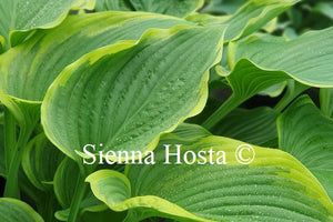 Hosta 'Victory'