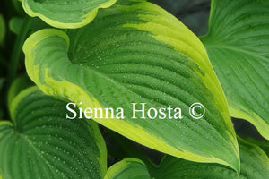 Hosta 'Victory'