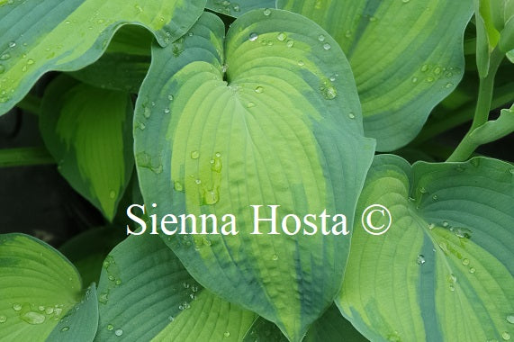 Hosta 'Queen of Islip'